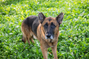 *LOU* Der sehr ruhige und brave Rüde liebt die Nähe der Menschen und seiner Artgenossen