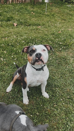 Wurfplanung American Bully für Januar 2025 