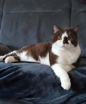 Wunderschöner BKH Deckkater(kein Verkauf)