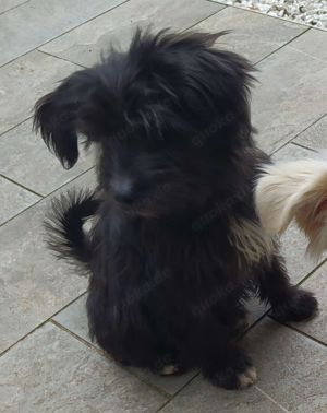 Tibet Terrier Hündin Welpe 5Mon 6kg 32cm Ausreise 3.11 nach Adoption Video