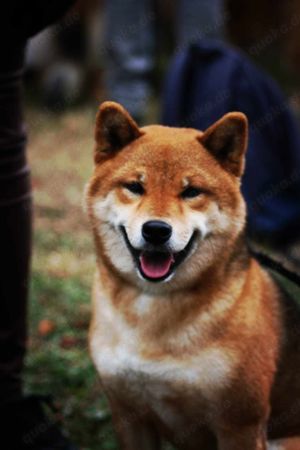 Bunte Shiba inu Welpen mit Stammbaum !