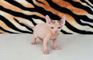 Sphynx Katze - Kater