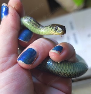 Strumpfbandnattern thamnophis eques obscurus  