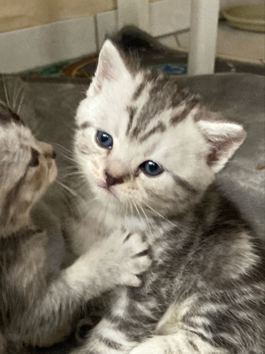 BKH Kitten reinrassig Silver Tabby