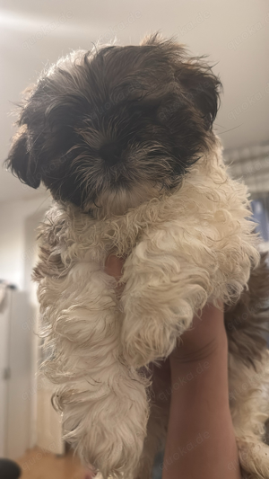 reinrassiger Shih Tzu