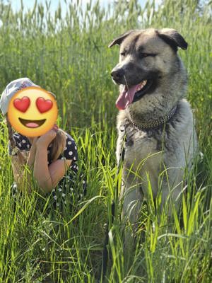 Schäferhund  Husky Rüde abzugeben 