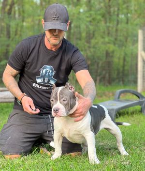 American Bully Pocket