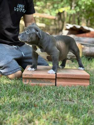 American Bully Pocket