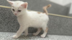 Katzenbaby,Katzenmädchen 9 Wochen auf der Suche nach einem neuen Zuhause