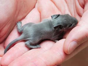 Degu Babys