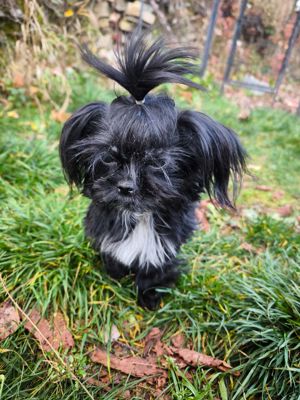 Shih Tzu Imperial Mix  Mädchen 1.8 kg Stubenrein dürfen ausziehen