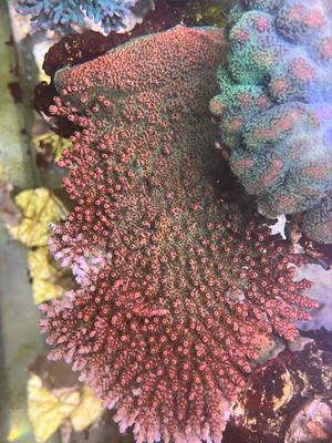 Acropora Hyacinthus meerwasser koralle 