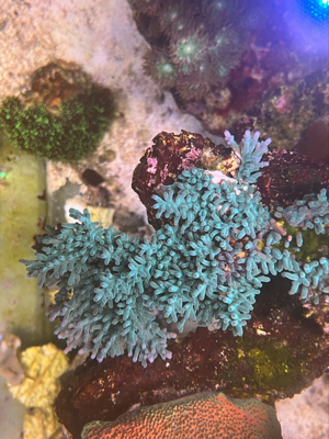 Acropora Echinata blau meerwasser koralle 