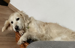 Golden Retriever Dame sucht zuhause 