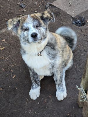 Reinrassiger süßer Akita Inu Welpe abzugeben !