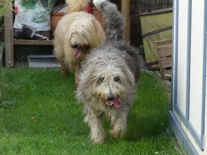 Schafpudelwelpen, alter deutscher Hütehundschlag ähnlich Briard, Bobtail, Bearded Collie