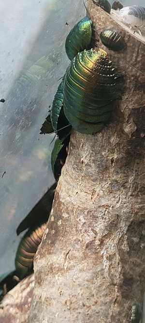 Pseudoglomeris magnifica  Smaragdschabe 