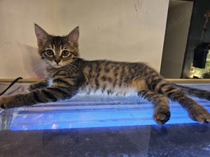 Maine-Coon mix Kitten 