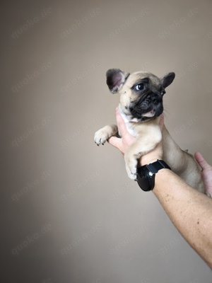 Französische Bulldogge Welpen, Welpen zu verkaufen, 