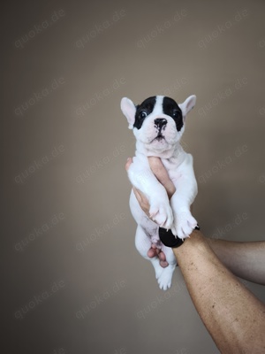 Französische Bulldogge Welpen, Welpen zu verkaufen, 