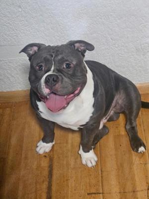 American Bully pocket DECKRÜDE 