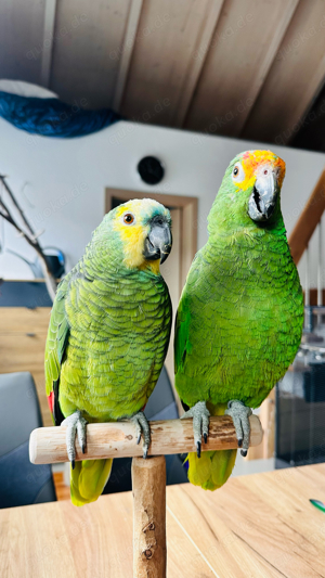 Zwei Handzahme Amazonen mit Voliere und Zubehör