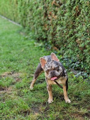 Französische Bulldogge 