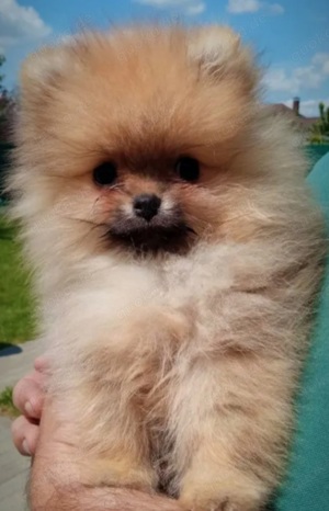 Reinrassige Pomeranian Zwergspitz