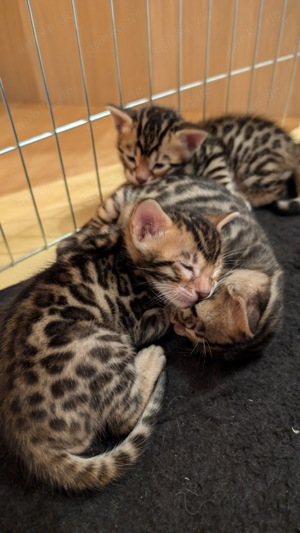 Reinrassige Bengal-Babys zur Weihnachtszeit zu vergeben! (UPDATE 31.10.)