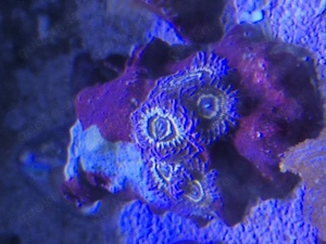 Stratosphere Zoa