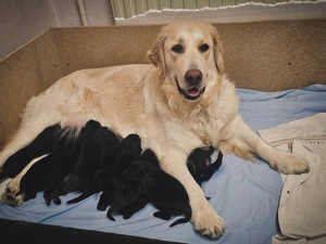 Golden Retriever Hybrid Familien Hunde