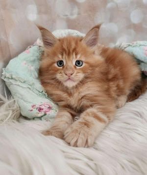 =^..^=Bezaubernde Maine Coon kitten mit Stammbaum aus seriöser Zucht =^..^=