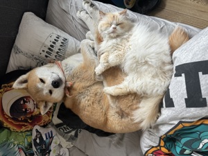 Akita Inu Hündin Saphira  (3Jahre) Mit Ahnentafel