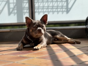 Deckrüde Chihuahua  Französischer Bulldog 