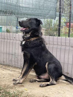 SHADOW ein wahrer Lebensgefährte