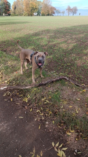 Gebe in gute Hände,meine Boxermixhündin ab.