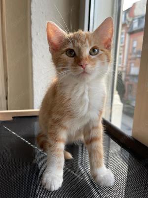 Babykatze Kater  Ginger