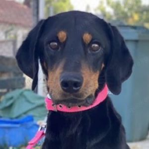  Zwölf, geb. ca. 10 2021, lebt in GRIECHENLAND, auf einer privaten Pflegestelle