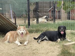 ERIK (Geb. 2021) - treu und herzlich ein Leben lang Bild 3