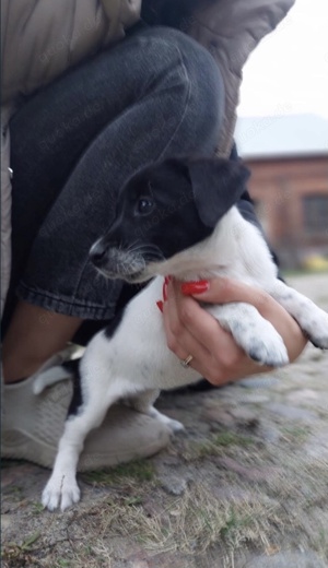 Bezaubernde Jack Russel Terrier Mix Welpen (kleinbleibend)