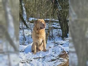 Labrador Deckrüde champagner