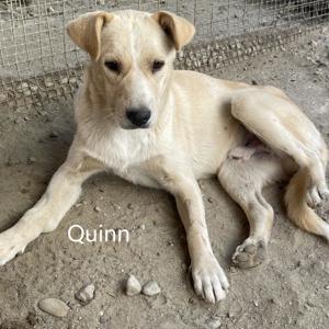 Quinn, geb. 2023, sucht liebevolles Zuhause