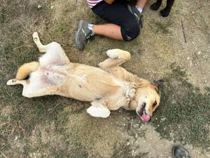 Lizzy - so gross wie ihr Herz Bild 2