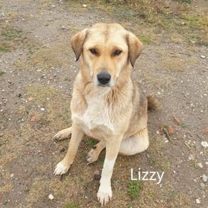 Lizzy - so gross wie ihr Herz Bild 4