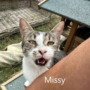 Missy, geb. 2020, Schmusekatze sucht liebevolles Zuhause