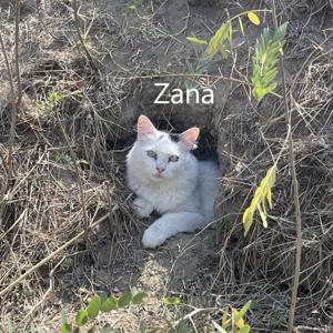 Zana, geb. 2019, Schmusekater sucht sein Zuhause