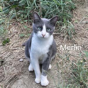 Merlin, geb. 2023, Katerchen sucht liebevolles Zuhause