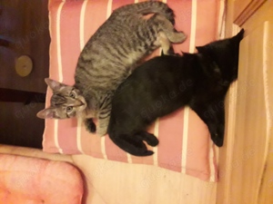 4 Monate alter Kater sucht neues zu Hause 