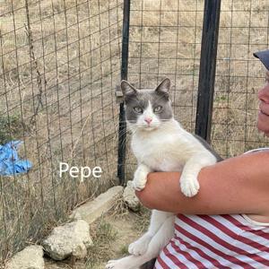 Pepe, geb. 2021, sanfter Riese sucht liebevolles Zuhause