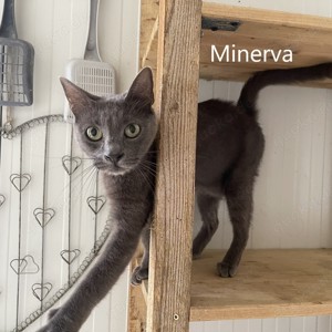 Minerva, geb. 2016, sucht liebevolles Zuhause